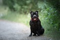 English staffordshire bullterrier dog sitting on the path in the park in summer Royalty Free Stock Photo