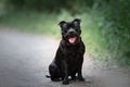 English staffordshire bullterrier dog sitting on the path in the park in summer Royalty Free Stock Photo