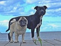 English Staffordshire Bullterrier and a Pug Royalty Free Stock Photo