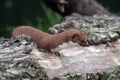 The English Stoat, Mustela erminea