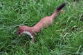 The English Stoat, showing its black tipped tail