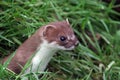 Mustela erminea, the ever alert English Stoat