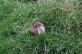The English Stoat, Mustela erminea, in hunting mode