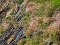 English stonecrop sedum anglicum flowers Royalty Free Stock Photo