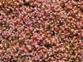 English stonecrop sedum anglicum flowers Royalty Free Stock Photo