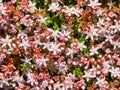 English stonecrop sedum anglicum flowers Royalty Free Stock Photo