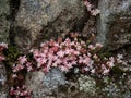 English Stonecrop, Sedum anglicum, growing wild on Dartmoor, UK. Royalty Free Stock Photo