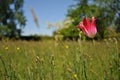 English Summer Field