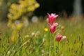 English Summer Field