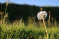 English Summer Field