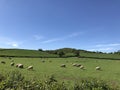 English summer landscape with sheep Royalty Free Stock Photo