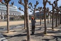 San Francisco Civic Center English Sycamore trees pruned back, 4-10-22 Royalty Free Stock Photo