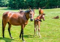 English Thoroughbred foal horse with mare Royalty Free Stock Photo