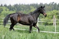 English thoroughbred horse Royalty Free Stock Photo