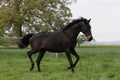 English thoroughbred horse