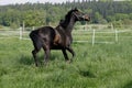 English thoroughbred horse Royalty Free Stock Photo