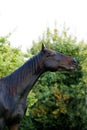 English Thoroughbred Horse, Male