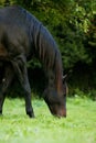 English Thoroughbred Horse, Male