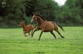 English Thoroughbred Horse, Mare with Foal Galloping through Meadow Royalty Free Stock Photo