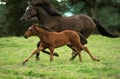 English Thoroughbred Horse, Mare with Foal Galloping through Meadow Royalty Free Stock Photo