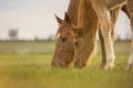 English Thoroughbred horse, mare with foal grazing together at sunset in a meadow. Royalty Free Stock Photo