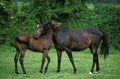 English thoroughbred Horse, Mare with Foal standing in Paddock Royalty Free Stock Photo