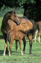 English Thoroughbred Horse, Mare with Foal suckling Royalty Free Stock Photo