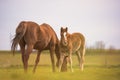 English Thoroughbred horse, mare with foal at sunset in a meadow. Royalty Free Stock Photo