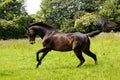 English Thoroughbred, Male Galloping through Meadow, Normandy