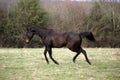 English Thoroughbred Male Horse