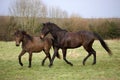 English Thoroughbred Male Horse with Foal no Breed Royalty Free Stock Photo