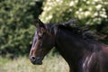 English Thoroughbred Male, Normandy