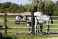 English Thoroughbred, Mare and Foal eating