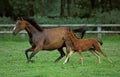 English Thoroughbred, Mare and Foal Galloping through Paddock, Normandy