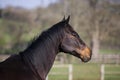 English Thoroughbred, Portrait of Male