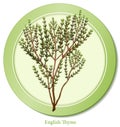 English Thyme Herb