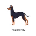 English Toy Terrier. Beautiful small dog of toy breed with short-haired coat, side view. Adorable little purebred pet