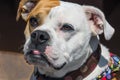 English-Victorian bulldog crossbreed close-up