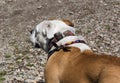 English-Victorian bulldog crossbreed