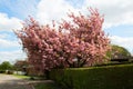 An English village with cherry blossom Royalty Free Stock Photo