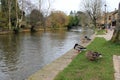 English village river with ducks landscape Royalty Free Stock Photo