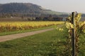 English Vineyard. Late Autumn. Royalty Free Stock Photo