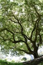 English walnut Juglans regia   4 Royalty Free Stock Photo