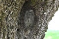 English walnut Juglans regia   1 Royalty Free Stock Photo