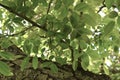 English walnut Juglans regia   3 Royalty Free Stock Photo