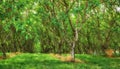 English walnut trees growing in rows on lush, green and remote agriculture and countryside farm in Lyon, France