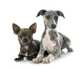 English Whippet and chihuahua in studio Royalty Free Stock Photo