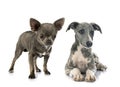 English Whippet and chihuahua in studio Royalty Free Stock Photo