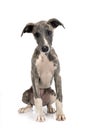 English Whippet in studio Royalty Free Stock Photo