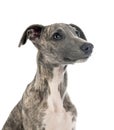 English Whippet in studio Royalty Free Stock Photo